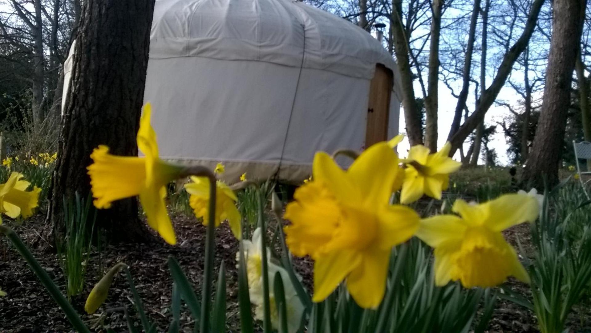 Gingerbread Cottage Yurts Dereham Eksteriør bilde